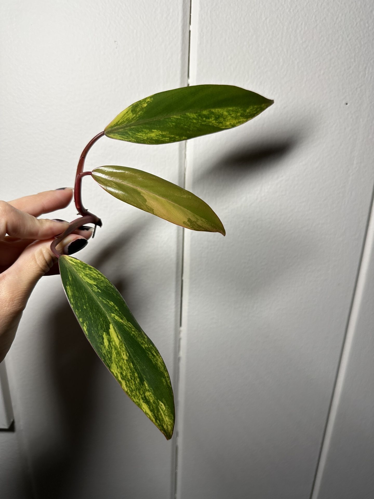 Philodendron Strawberry Shake - Uncommon Plant - Rare Plant