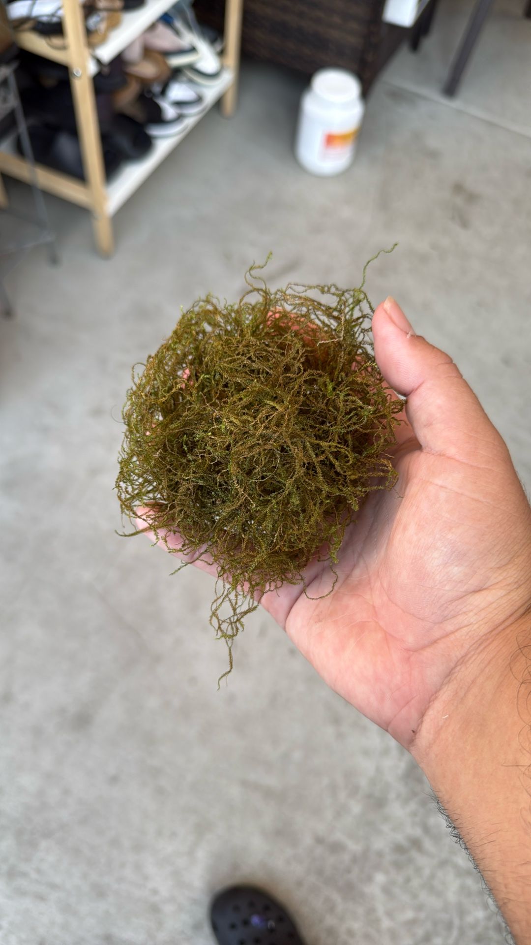 Java Moss