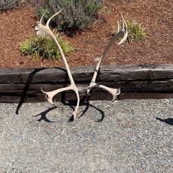 Carabou  Antlers