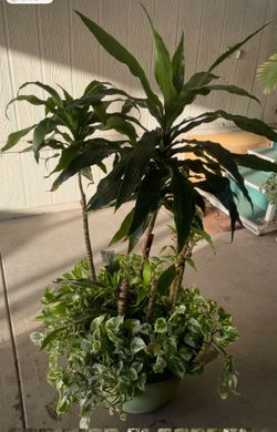 Hermosa planta $$45