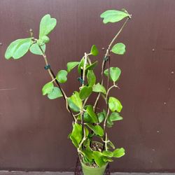 hoya kerrii 6” pot