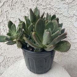 1 Gallon Pot Succulent Plant - Crassula Lanuginosa - Dragon Tongue - Established Plant - Drought Resistant - 🪴