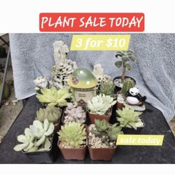 PLANT SALE(LAST ONE) TODAY IN SAN LORENZO  PLEASE CONTACT ME FOR ADDRESS