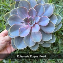 Echeveria Perle Von and More