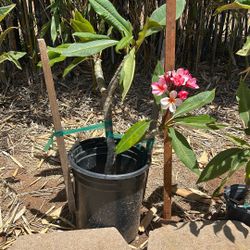 Beautiful Vibrant Pink Multi-Branch Plumeria