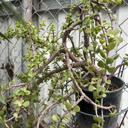 Arbol De La Abundancia