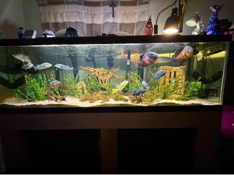 Fish tank