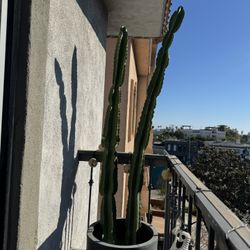 Tall Minimal Cactus (5–6ft) – Modern Planter Included