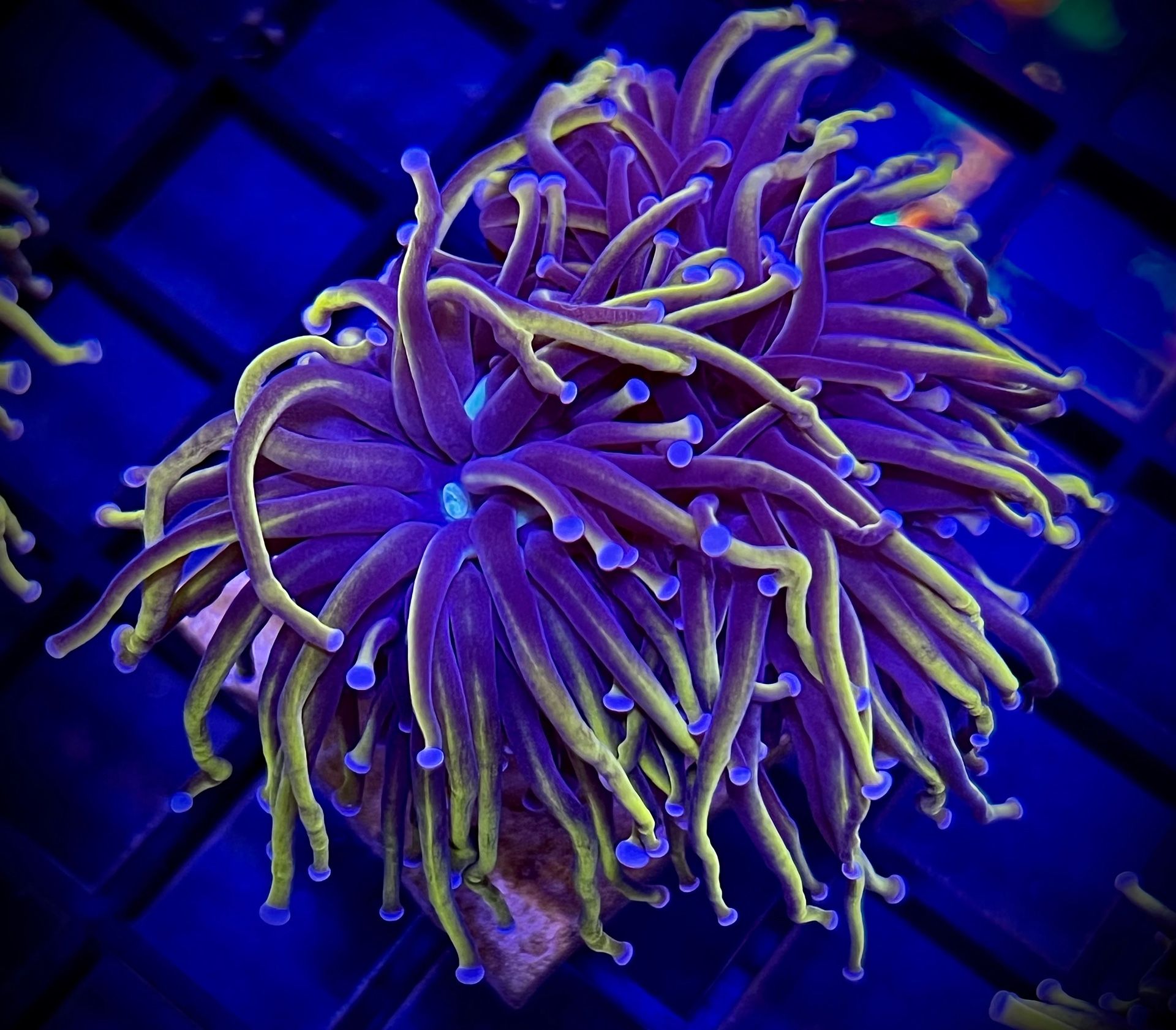Saltwater Reef Fish Tank Artificial Decorations