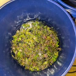Trimmed aquarium plant package.  Will be gone fast. Only 1 load