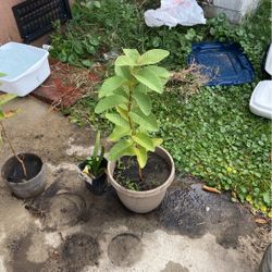 Guava Tree 
