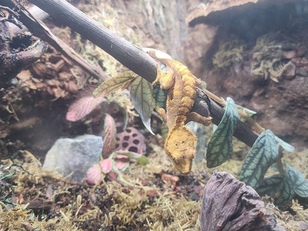 Bioactive Terrarium!
