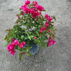 Bougainvillea