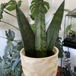 Snake plant House Plant 