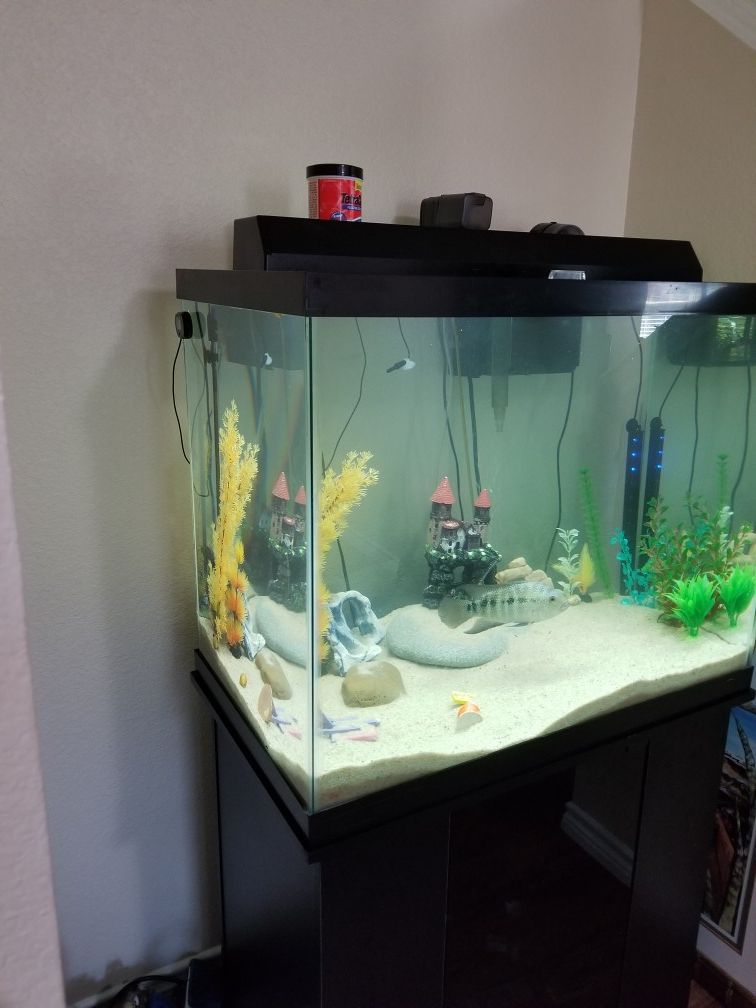 Aquarium (fish tank)