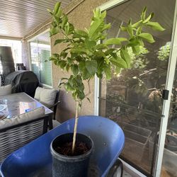 Seedless Lemon Tree