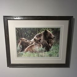 Thomas Mangelsen Limited Edition Numbered, Signed Art Photo 'Grizzly Comfort'