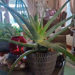 X-Large Aloe Vera Plant