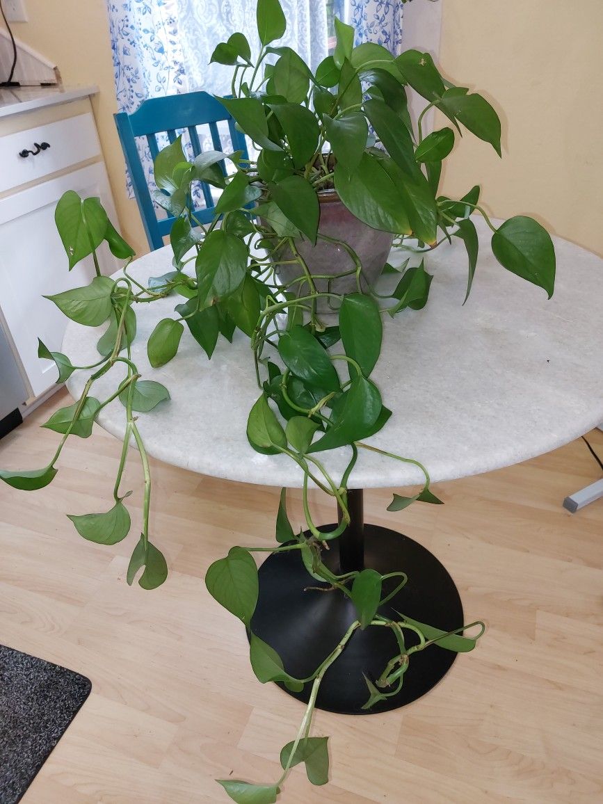 $10 Pothos Plant in Faded Ceramic Planter