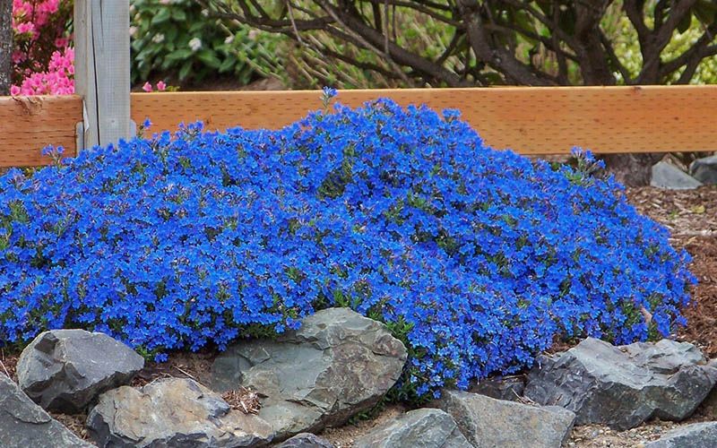 1gal Lithodora Plants —