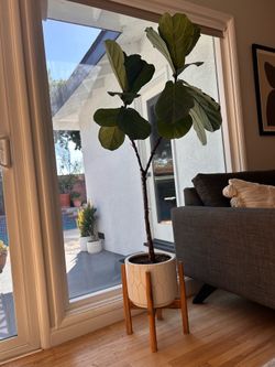 Fiddle Leaf Fig