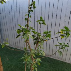 Hibiscus Tree In 16in Pot