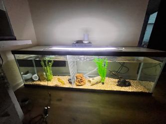 Fish tank