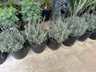 Lavender plants 15$ each