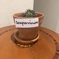 Sempervivum In Terracotta Pot with Tray