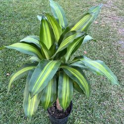 DRACAENA MASS CANE 1 (3 Gallon Pot) Indoor Air Purifying  
