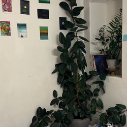 XL Super Healthy Rubber Fig Tree