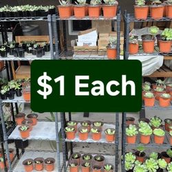 $1 Each Succulent (Great For Pots, Landscaping, Succulent Arrangements, Gardening)