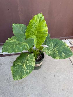8” alocasia gageana aurea