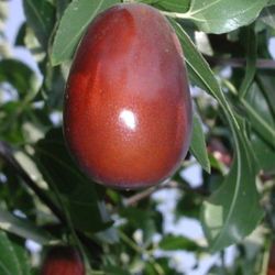 Jujube Tree