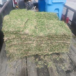San Augustine sod