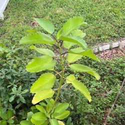 Organic  LEAF Of Life  