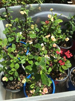 Euphorbia plants 🌱