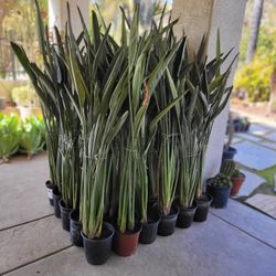 Bird of
 Paradise in 3 gallon containers, only 6 left.