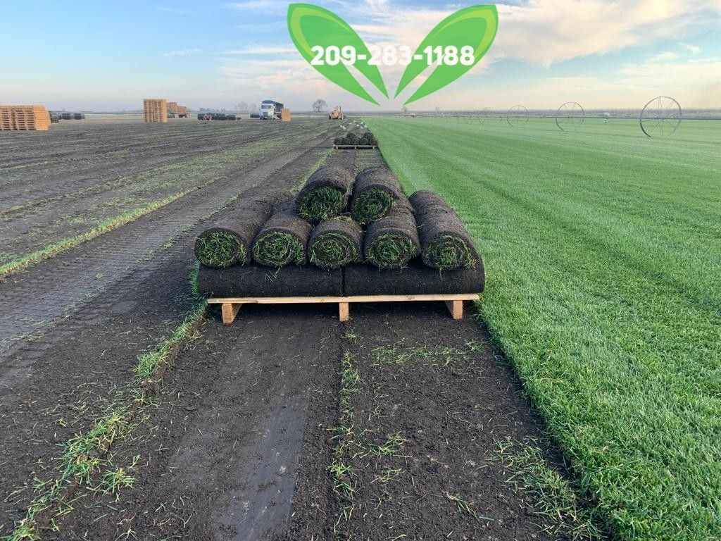 Best QUALITY Sod