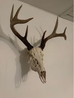 Taxidermy-Deer skull