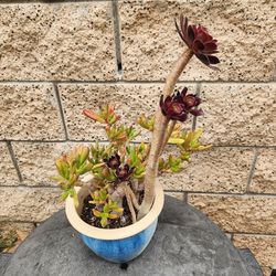 Graceful succulent #27