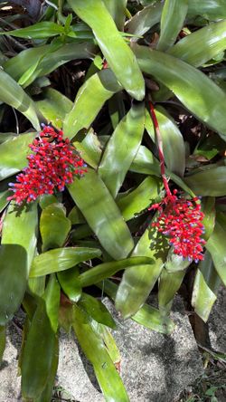 Bromeliads in bloom