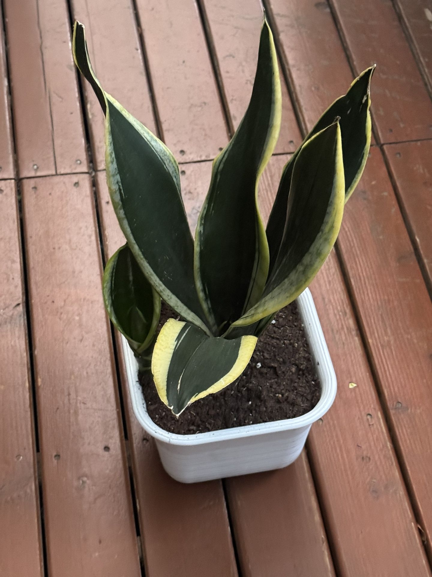 Black And Gold Snake Plant