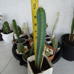 10" Peruvian Apple Cactus Rooted In Pot $10 -Ship Bareroot $3.50