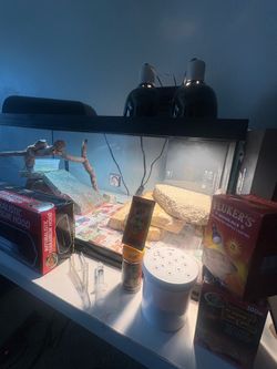 Bearded dragon tank