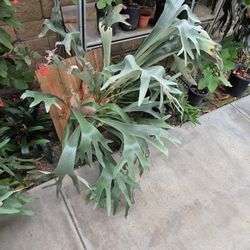 Staghorn Fern