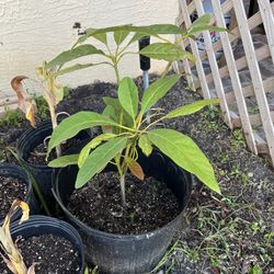 Organic Avocado Tree Started From Seed 