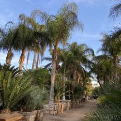 Palm Trees, Queens, Kings, Dates, Royals