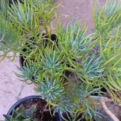 Senecio barbertonicus