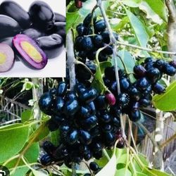 Asian Jamun airlaying Grafted plant ready to get fruits